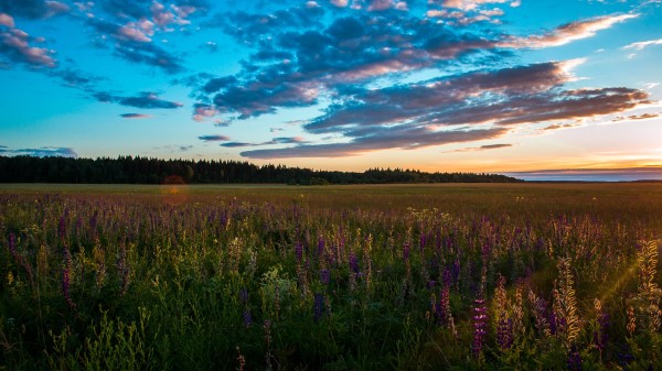 Field Grass Sky Summer Sunset Wallpaper