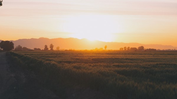 Field Grass Sunset Wallpaper