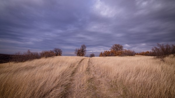 Field Grass Trees Wallpaper