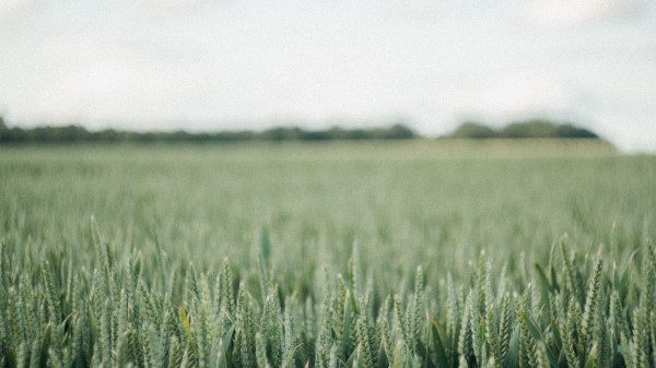Field Green Wheat Wallpaper