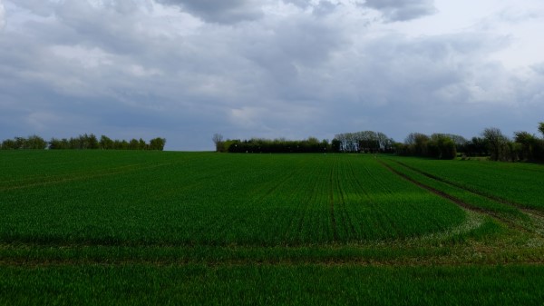 Field Greenery Agriculture Wallpaper