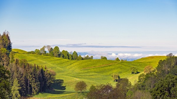 Field Hill Trees Wallpaper