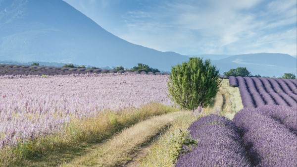 Field Lavender Bushes wallpaper