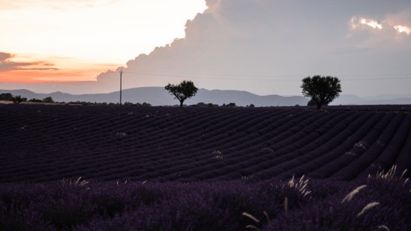 Field Lavender Flowers Wallpaper