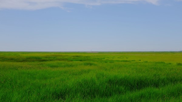 Field Meadow Grass Wallpaper