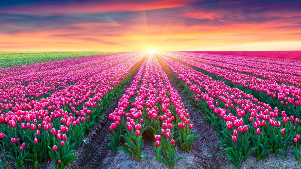 Field Of Flowers Wallpaper