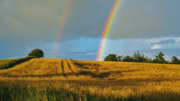 Field Rainbow Landscape Wallpaper