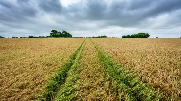 Field Rye Spikelets Wallpaper