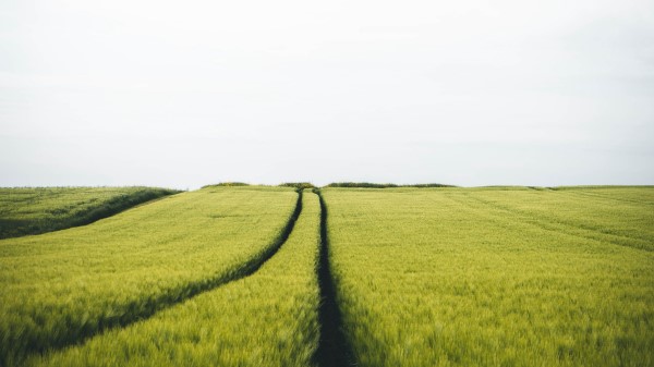 Field Rye Traces Wallpaper
