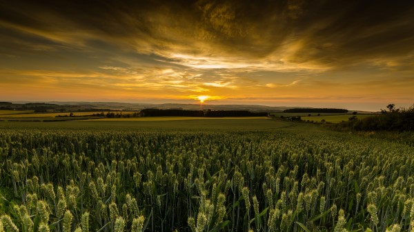 Field Sunset Nature Wallpaper