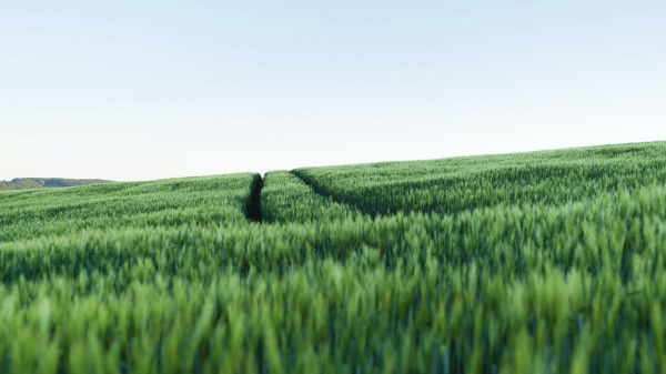 Field Trace Hill Wallpaper