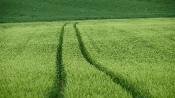 Field Tracks Wheat Wallpaper