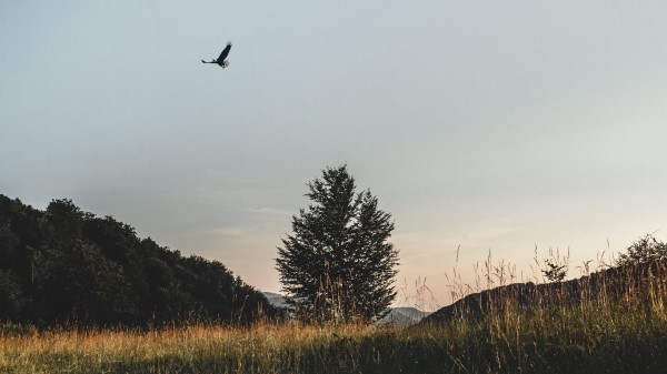 Field Tree Bird Wallpaper