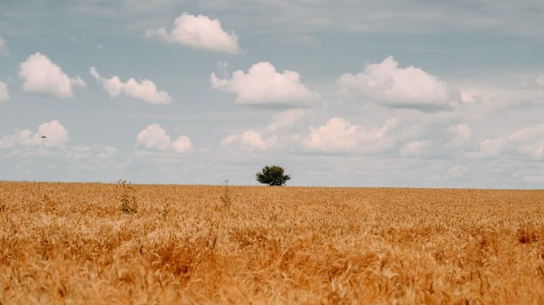 Field Tree Clouds Wallpaper
