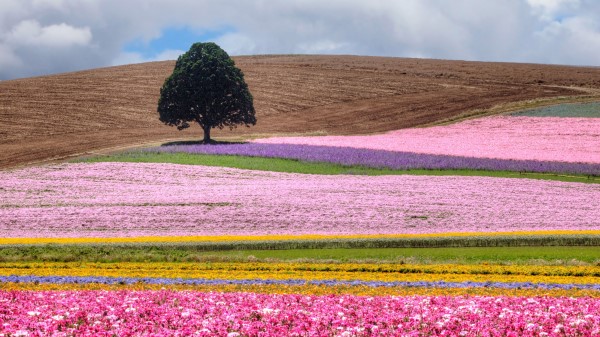Field Tree Flowers Wallpaper