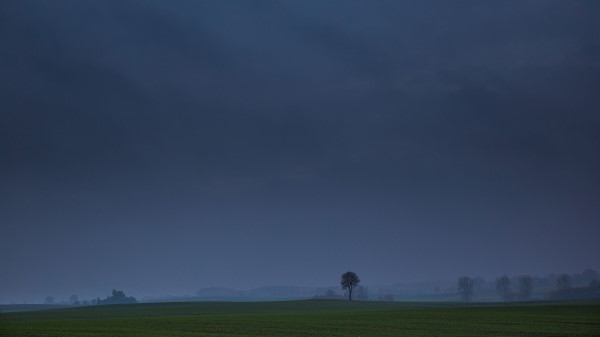 Field Tree Fog Wallpaper