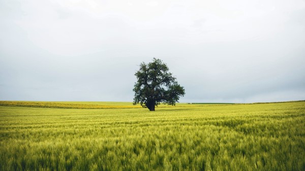 Field Tree Lonely Wallpaper