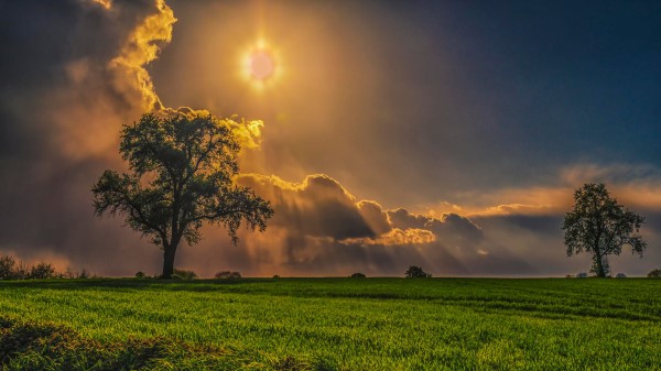 Field Trees Grass Sky Wallpaper