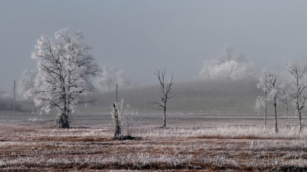 Field Trees Winter Wallpaper
