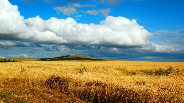 Field Wheat Autumn Cleaning Kazakhstan Petropavlovsk Wallpaper