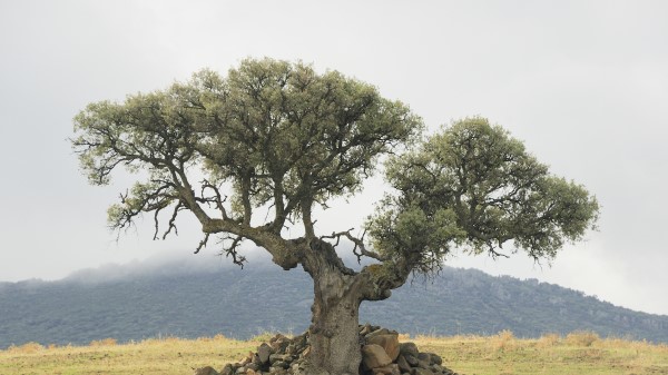 Field Wood Stones Nature Wallpaper Wallpaper