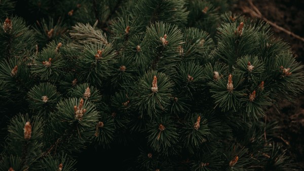 Fir Branches Needles Wallpaper