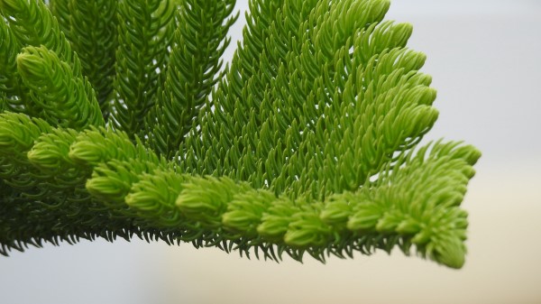 Fir Needle Branch Needles Wallpaper
