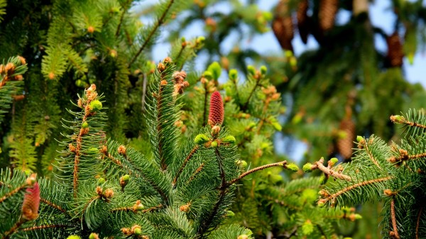 Fir Needles Cones Wallpaper