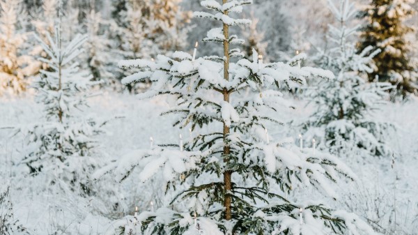 Fir Snow Garland Wallpaper