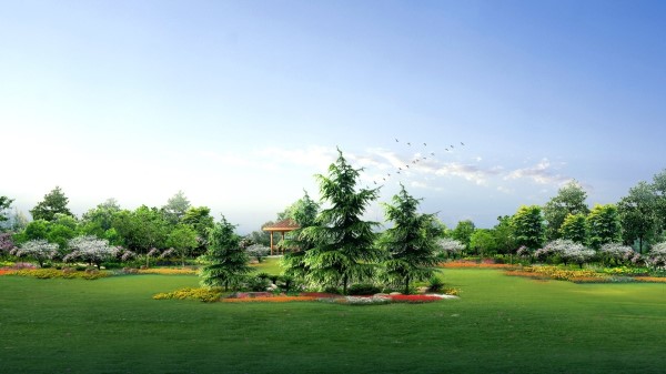Fir Trees Park Garden Lawn Birds Landscape Wallpaper
