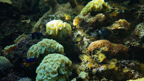Fish Corals Algae Image Wallpaper