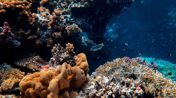 Fish Corals Algae Wallpaper