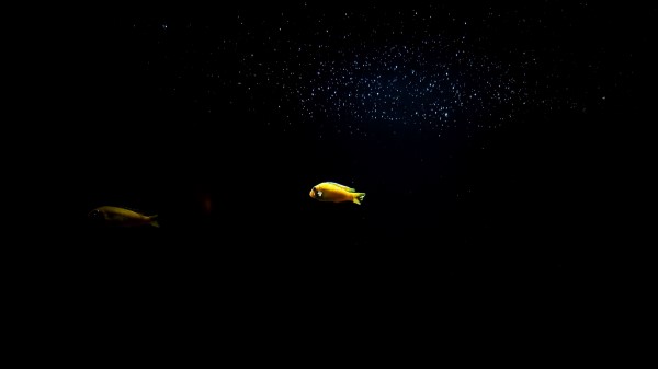 Fish Underwater World Stones Wallpaper