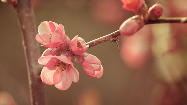 Flower Spring Bloom Wallpaper