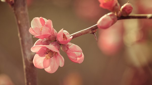 Flower Spring Bloom Wallpaper Wallpaper