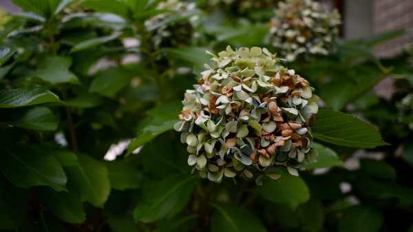 Flowers Bush Branch Wallpaper