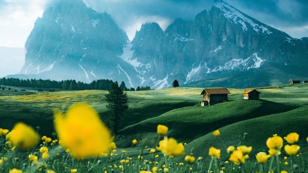 Flowers Field Mountains Wallpaper