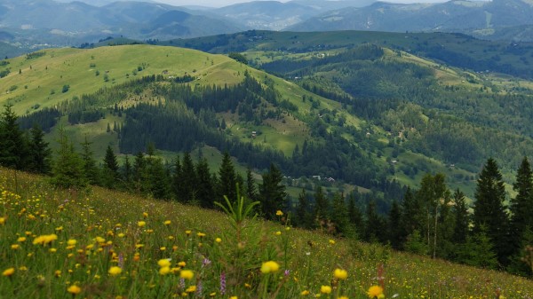 Flowers Field Slope Wallpaper