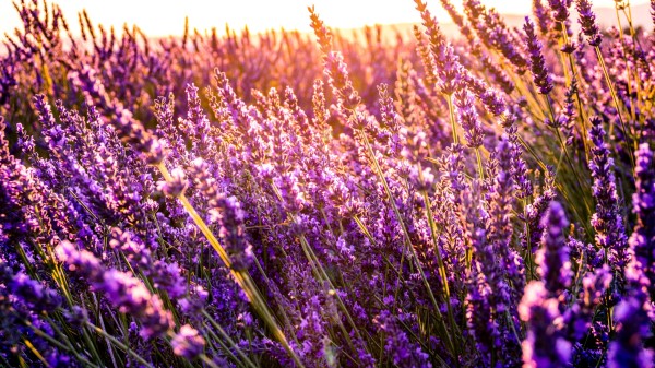 Flowers Field Sunny Wallpaper