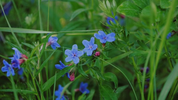 Flowers Grass Close Up Wallpaper Wallpaper