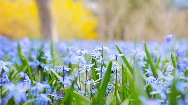 Flowers Grass Field Motion Blur Wallpaper