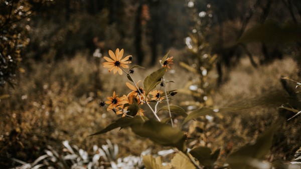Flowers Grass Plants Wallpaper