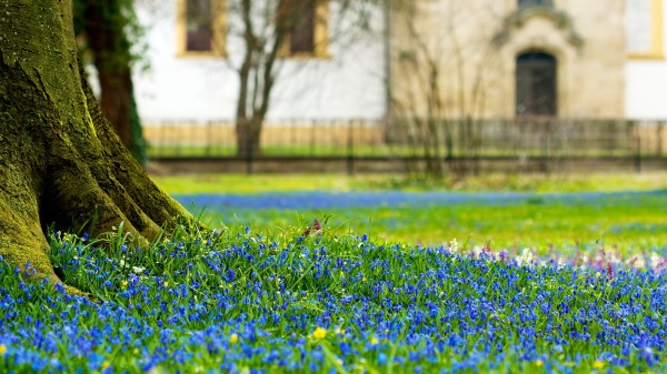 Flowers Macro Earth Tree Trunk Wallpaper Wallpaper