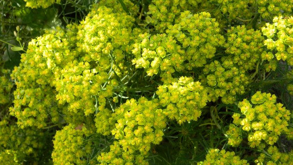 Flowers Plants Flora Wallpaper Wallpaper