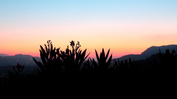 Flowers Shadow Plant Sunset Wallpaper