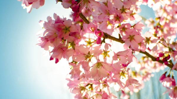Flowers Sky Nature Light Wallpaper