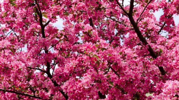 Flowers Twigs Branche Wallpaper