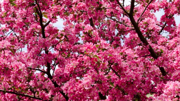 Flowers Twigs Branches Wallpaper Wallpaper