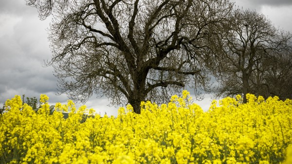 Flowers Yellow Tree wallpaper