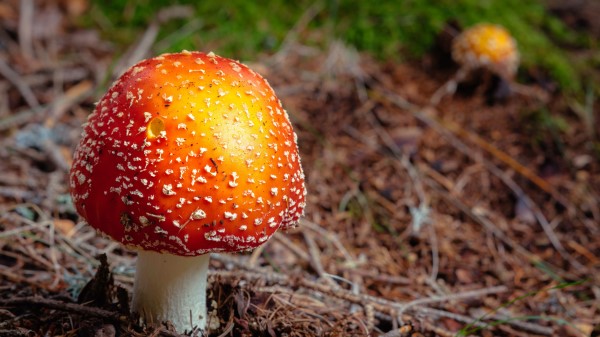 Fly Agaric Mushroom Autumn Foliage Wallpaper